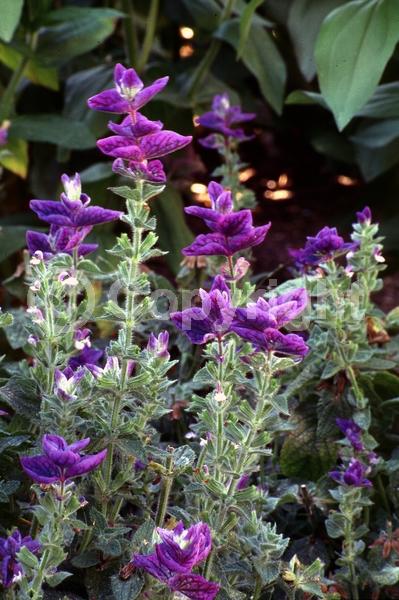 Purple blooms