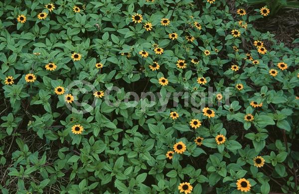 Orange blooms; North American Native