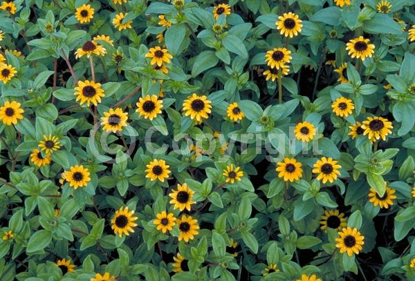 Orange blooms; North American Native