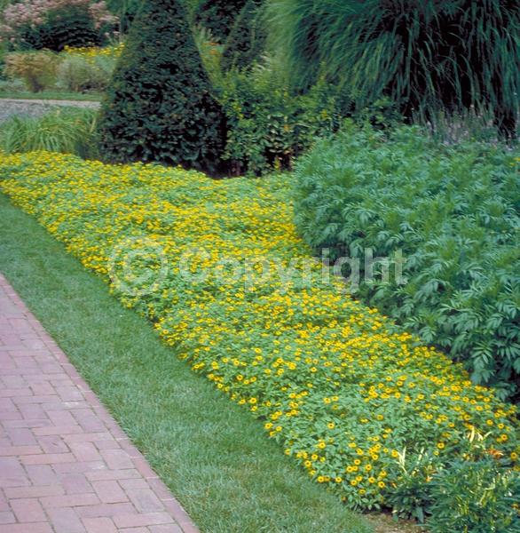 Orange blooms; Yellow blooms