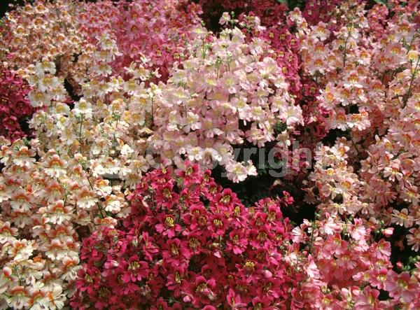 Red blooms; Blue blooms; Purple blooms; White blooms; Pink blooms; Brown blooms