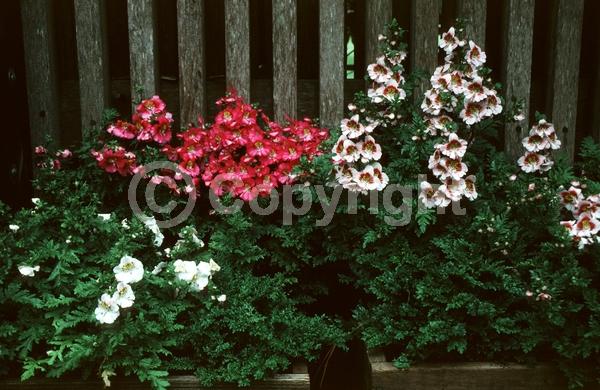 Red blooms; Blue blooms; Purple blooms; White blooms; Pink blooms; Brown blooms