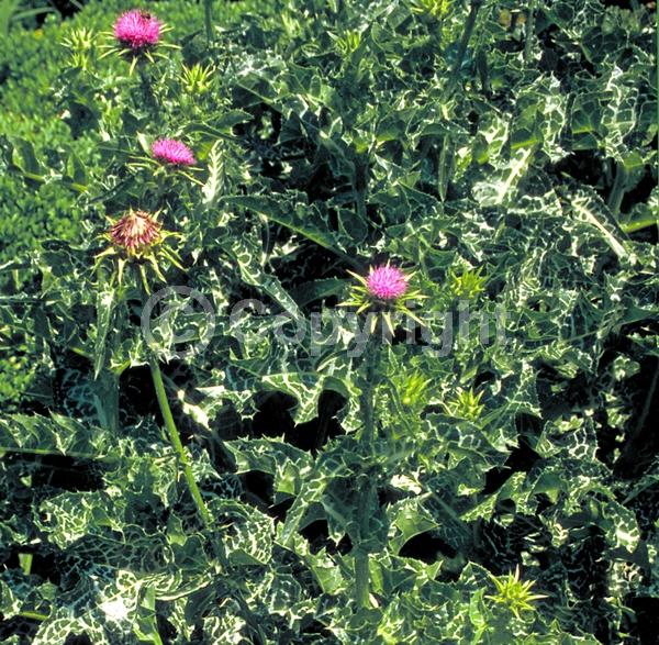 Purple blooms; Deciduous; Broadleaf