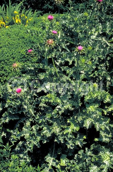 Purple blooms; Deciduous; Broadleaf