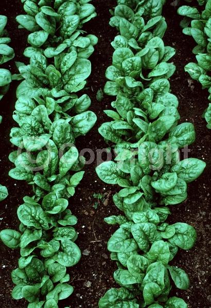 White blooms; Green blooms; Deciduous; Broadleaf