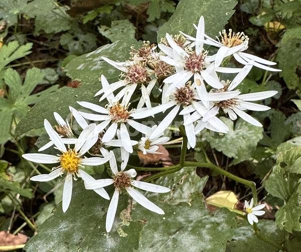 North American Native