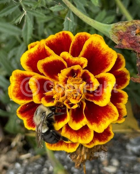 Orange blooms; Yellow blooms; North American Native