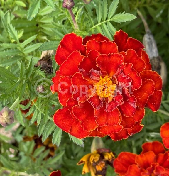 Orange blooms; Yellow blooms; North American Native