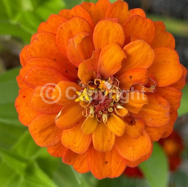 Orange blooms; Yellow blooms; North American Native