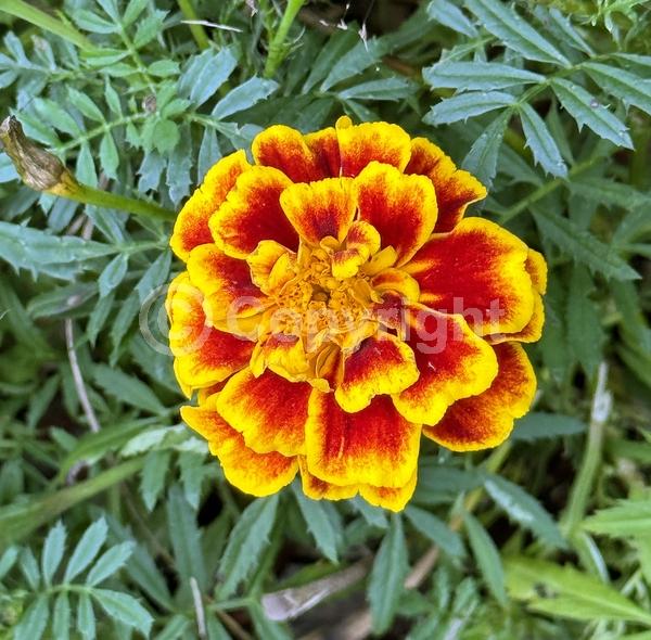 Orange blooms; Yellow blooms; North American Native