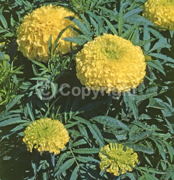 Yellow blooms; North American Native