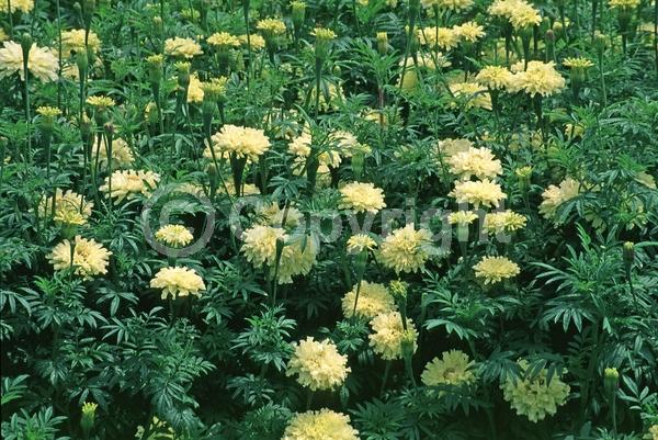 Yellow blooms; North American Native