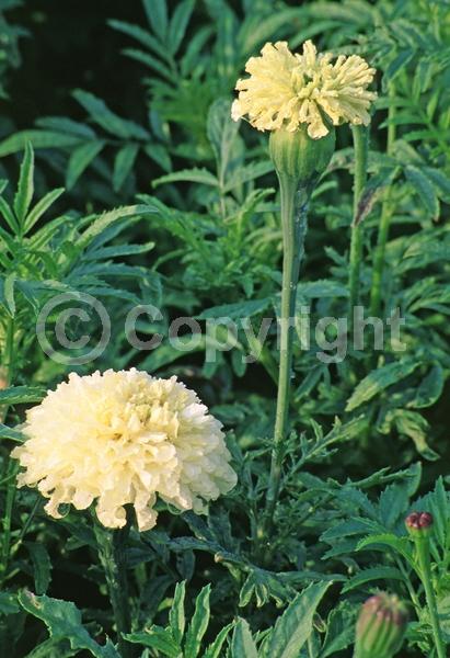 White blooms; North American Native