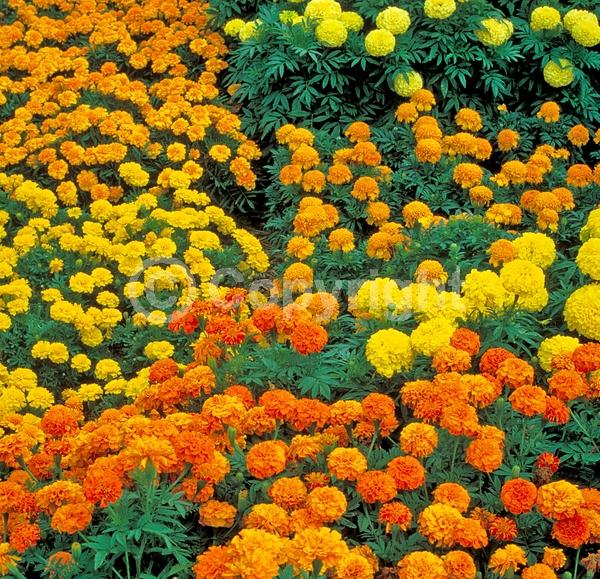 Orange blooms; Yellow blooms; North American Native