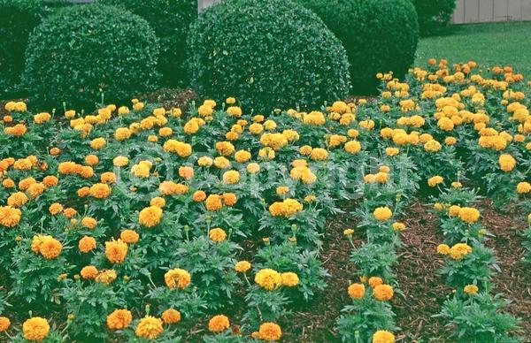 Orange blooms; Yellow blooms; North American Native