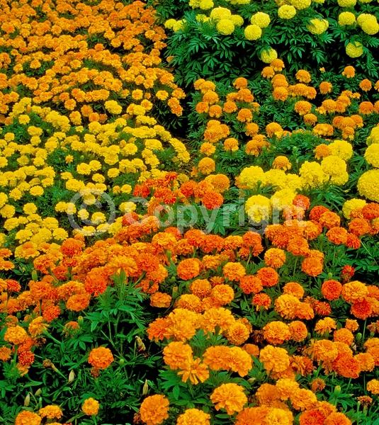 Orange blooms; Yellow blooms; North American Native