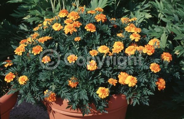 Red blooms; Orange blooms; Yellow blooms; North American Native