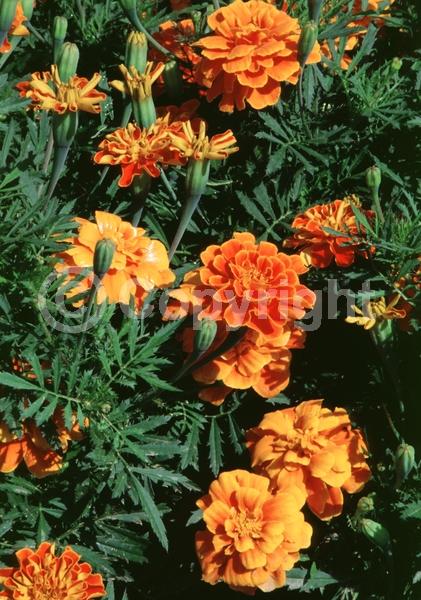 Orange blooms; North American Native