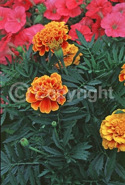 Orange blooms; North American Native