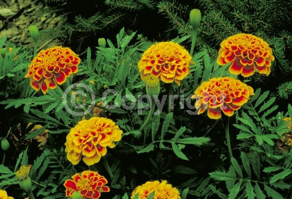 Orange blooms; North American Native