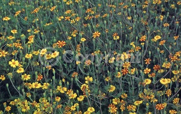 Red blooms; Yellow blooms; North American Native