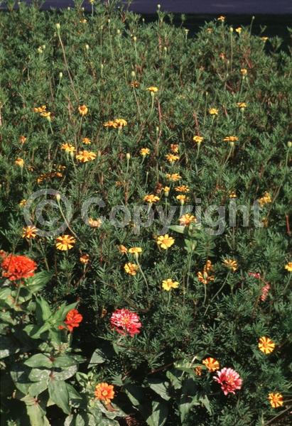 Red blooms; Yellow blooms; North American Native