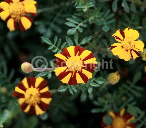 Red blooms; Yellow blooms; North American Native