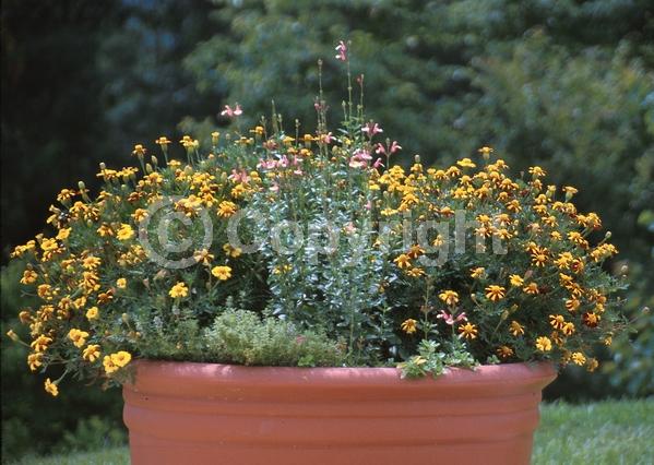 Red blooms; Yellow blooms; North American Native