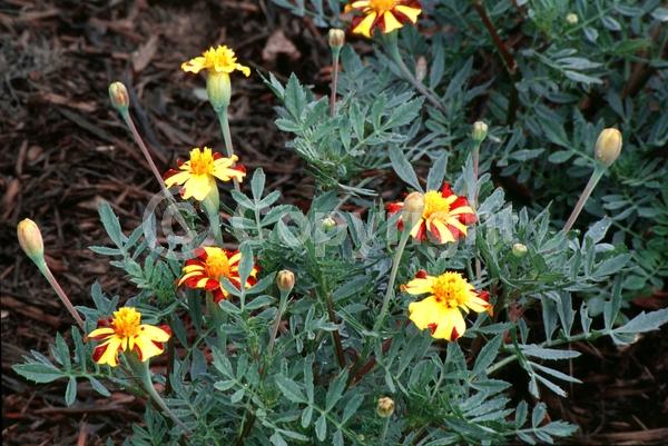 Red blooms; Yellow blooms; North American Native