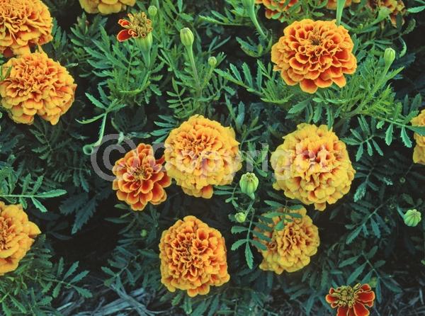 Orange blooms; North American Native