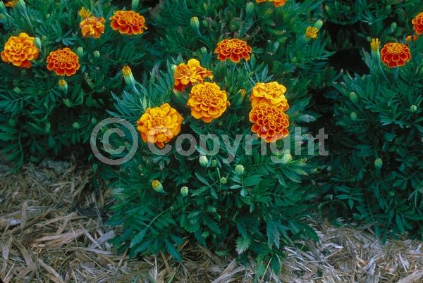 Orange blooms; North American Native