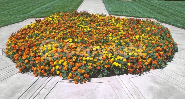Orange blooms; Yellow blooms; North American Native