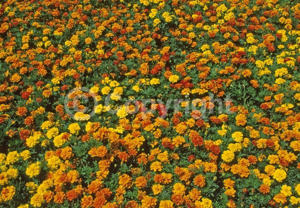 Orange blooms; Yellow blooms; North American Native