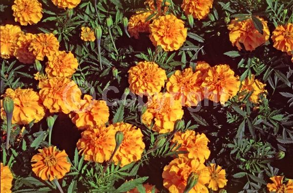 Orange blooms; Yellow blooms; North American Native