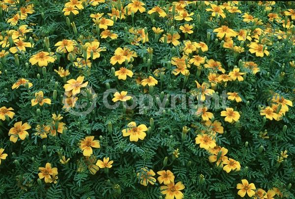Yellow blooms; North American Native