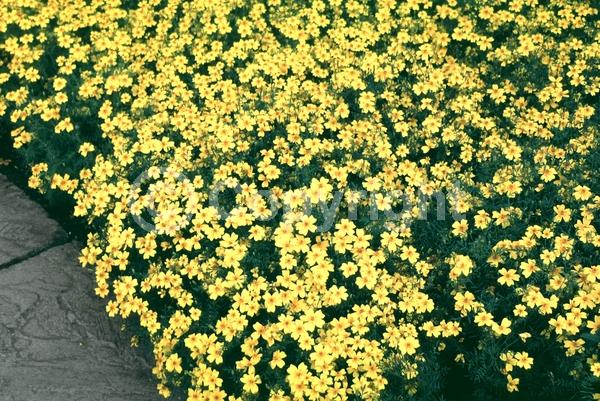 Yellow blooms; North American Native