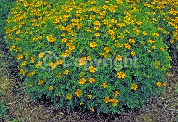 Yellow blooms; North American Native