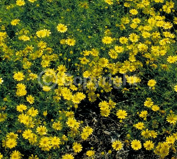 Orange blooms; Yellow blooms; North American Native