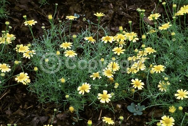 Orange blooms; Yellow blooms; North American Native
