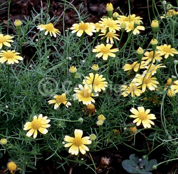 Orange blooms; Yellow blooms; North American Native