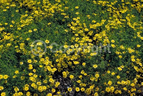 Orange blooms; Yellow blooms; North American Native