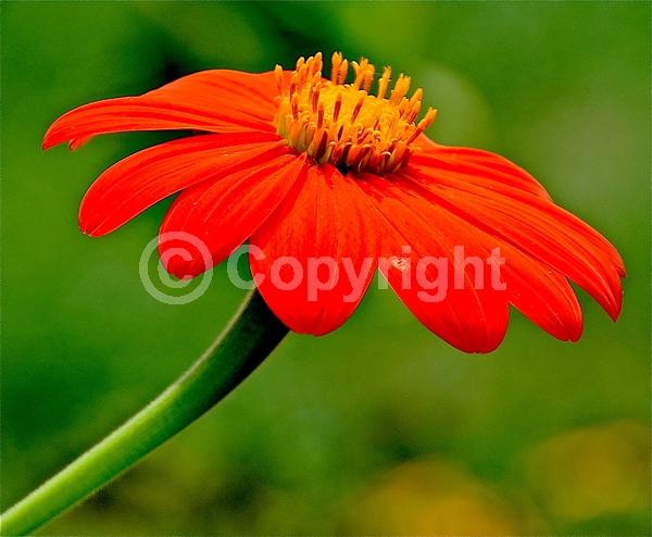 Orange blooms; Yellow blooms; North American Native