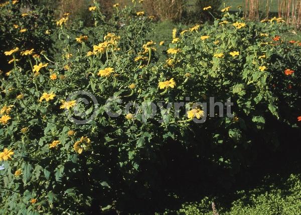 Yellow blooms; North American Native