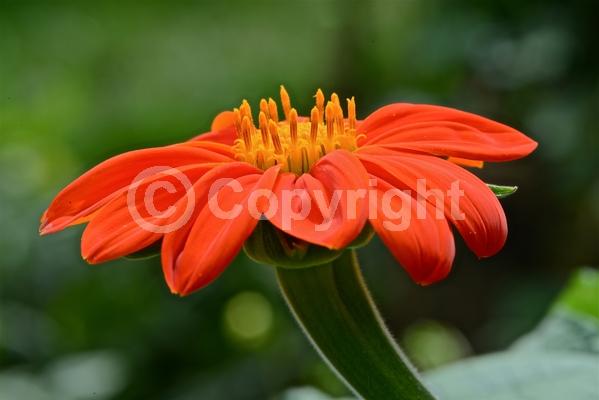 Orange blooms; Yellow blooms; North American Native