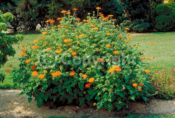 Orange blooms; Yellow blooms; North American Native