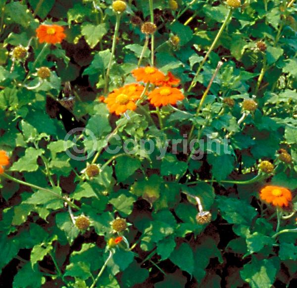 Orange blooms; Yellow blooms; North American Native