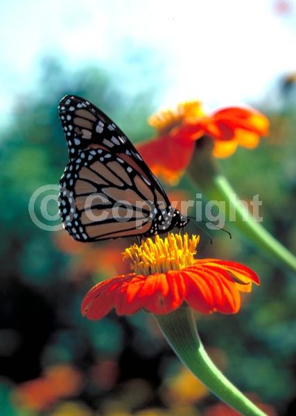 Orange blooms; Yellow blooms; North American Native
