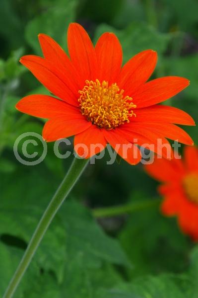 Orange blooms; Yellow blooms; North American Native