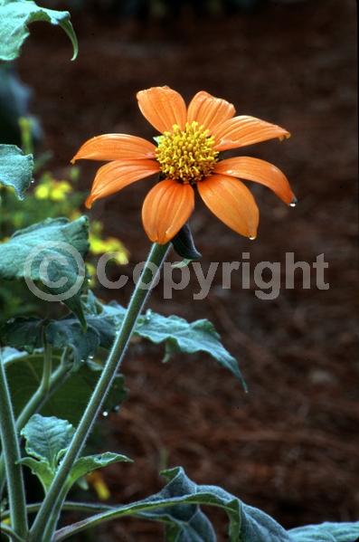 Orange blooms; Yellow blooms; North American Native