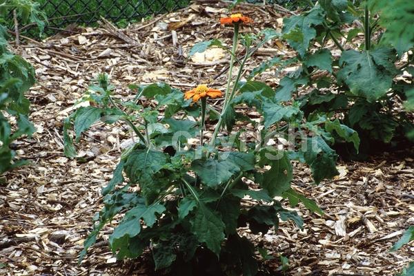 Orange blooms; Yellow blooms; North American Native